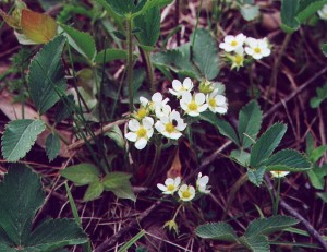 Fragaria_virginiana_plant